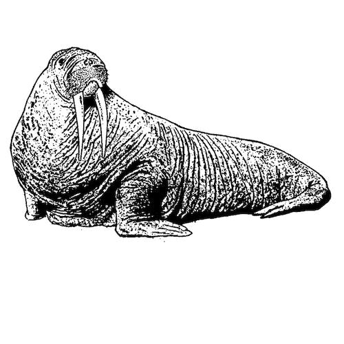 Creatures of the Sea Elastics