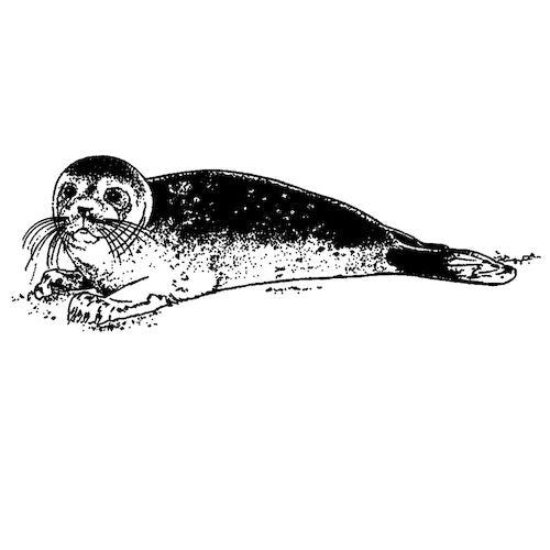 Creatures of the Sea Elastics