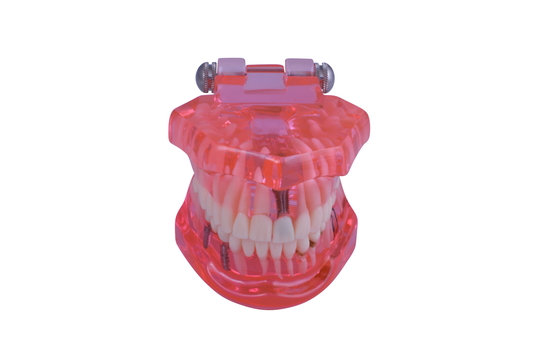 Dental Teaching Model for Patient Education